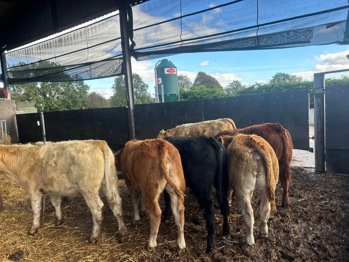 5 super  u grade 260kg continental bulls - Image 1