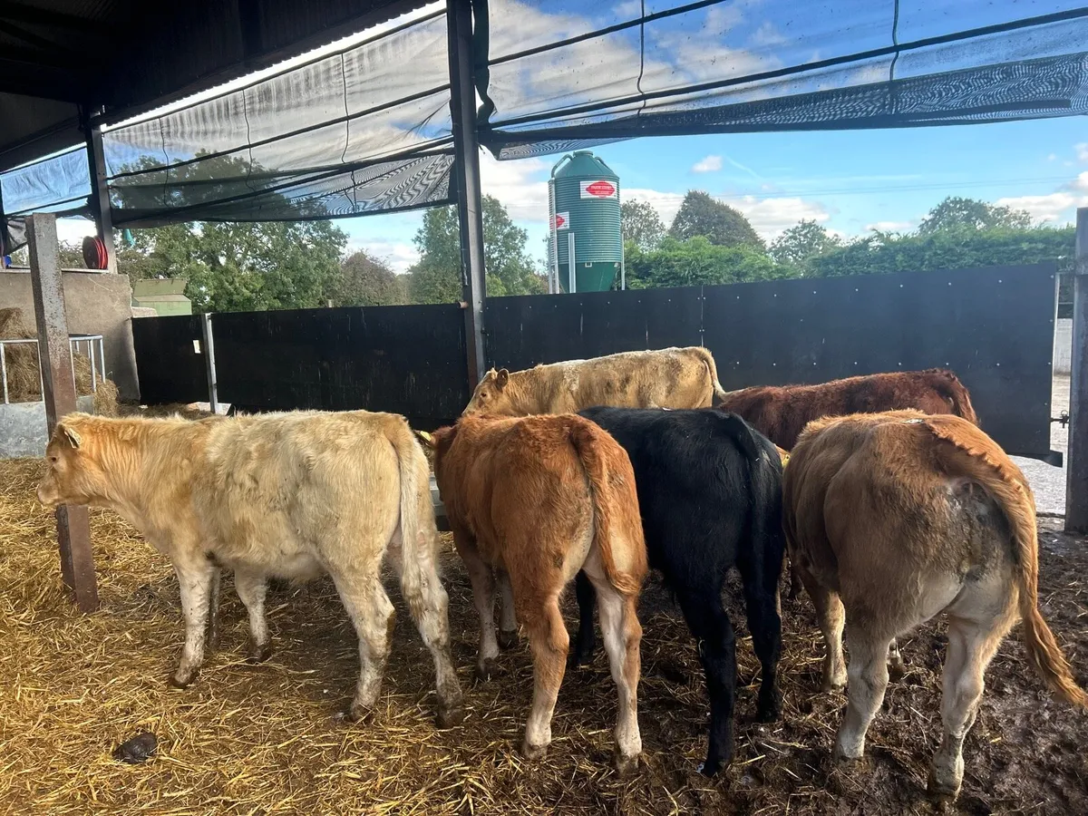 5 super  u grade 260kg continental bulls - Image 3