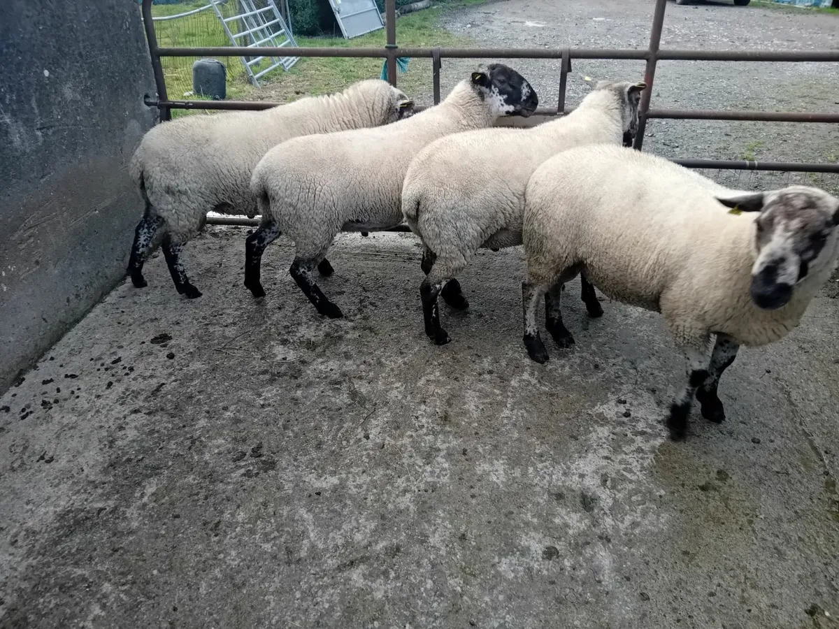 Suffolk x Leicester hogget rams - Image 3