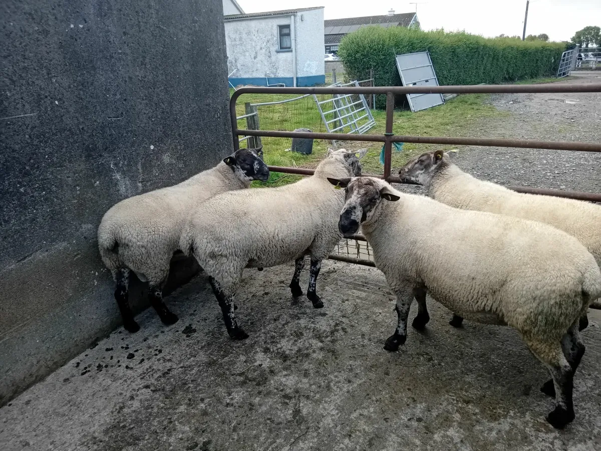 Suffolk x Leicester hogget rams - Image 1