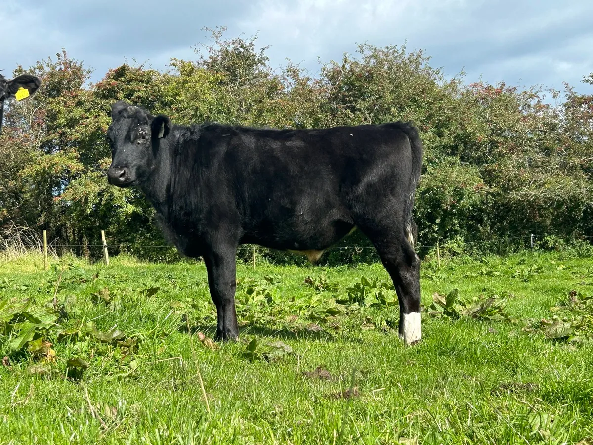 Wagyu bullock - Image 1