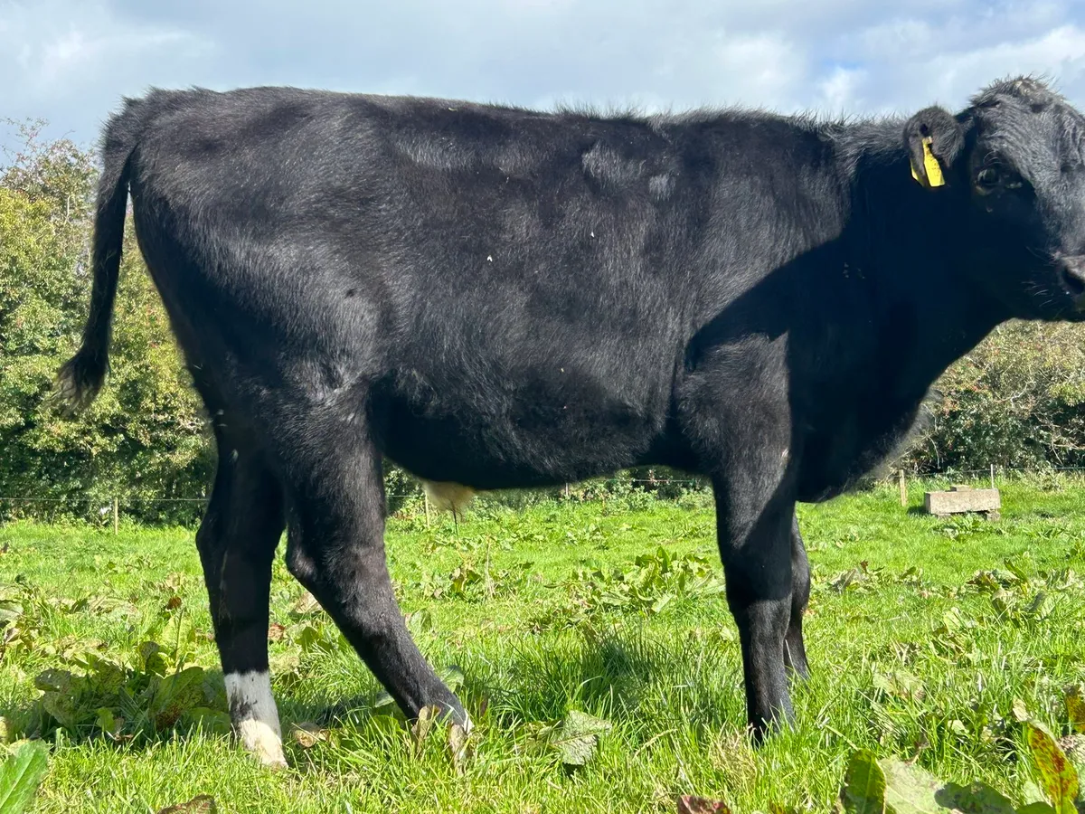 Wagyu bullock - Image 3