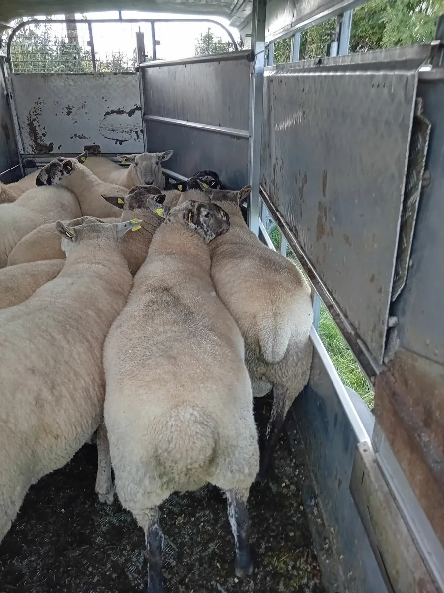 Suffolk x Leicester hogget rams - Image 4