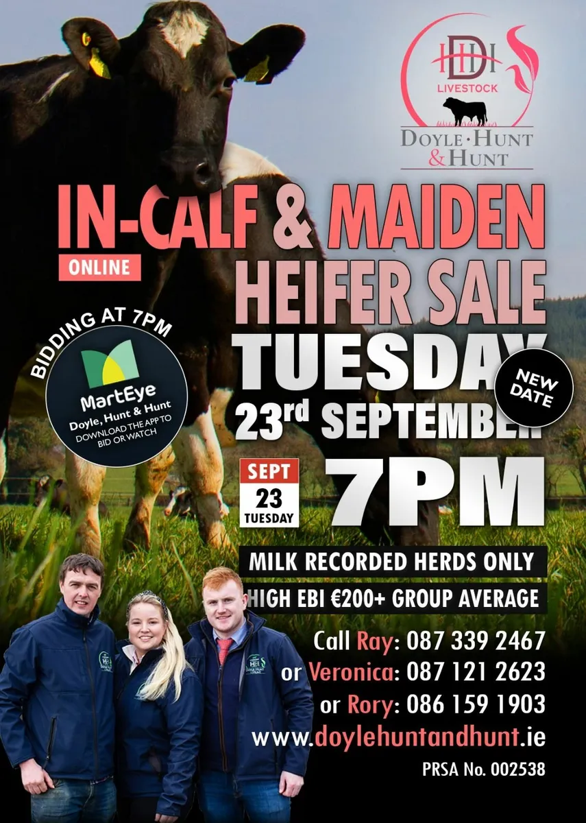 High EBI In-calf Heifers