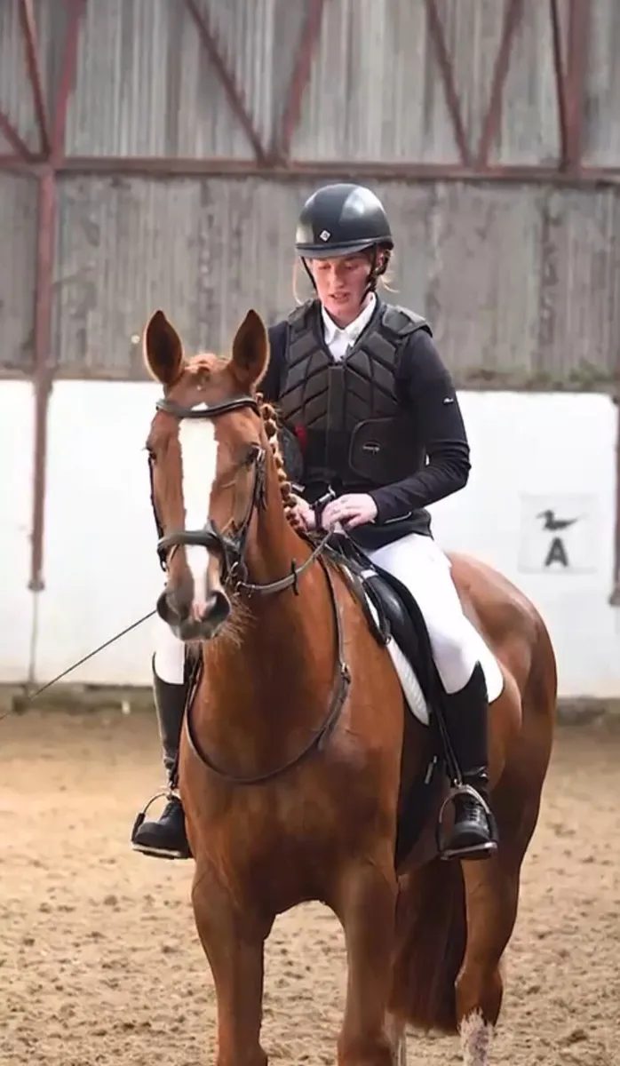 Irish Draught  Riding Club / Broodmare filly - Image 1