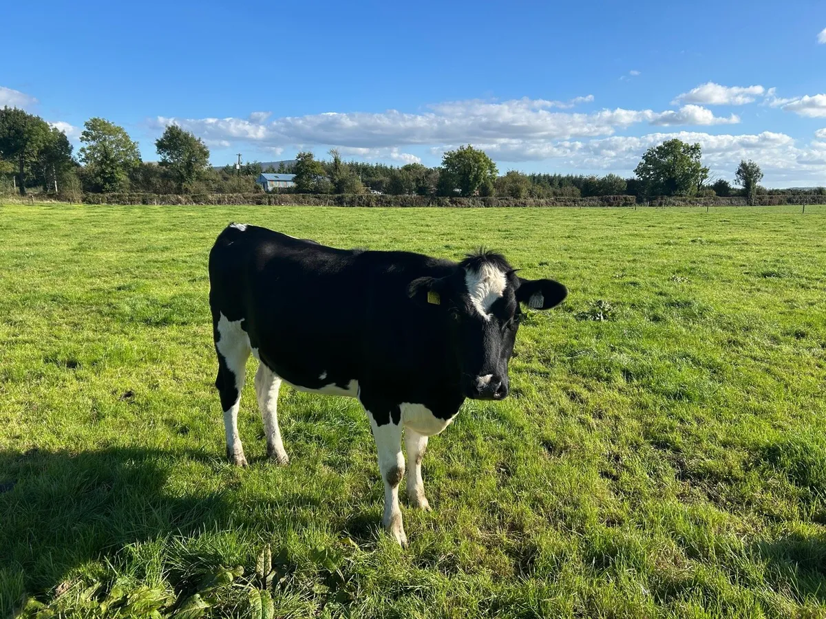 In calf Heifers - Image 2