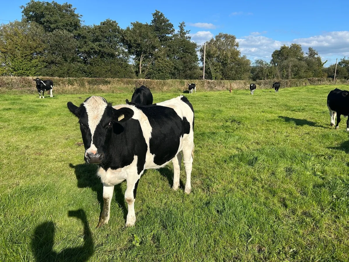 In calf Heifers - Image 3