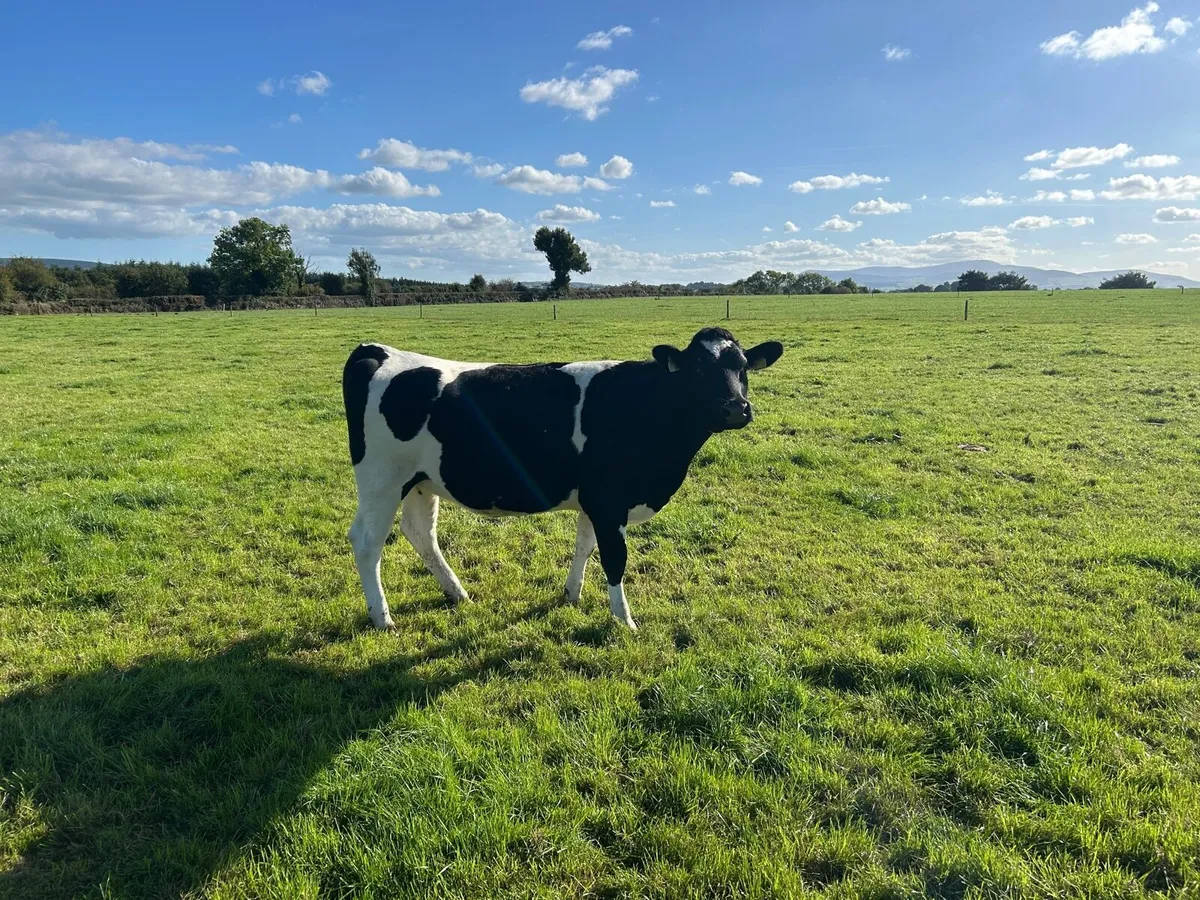 In calf Heifers - Image 1