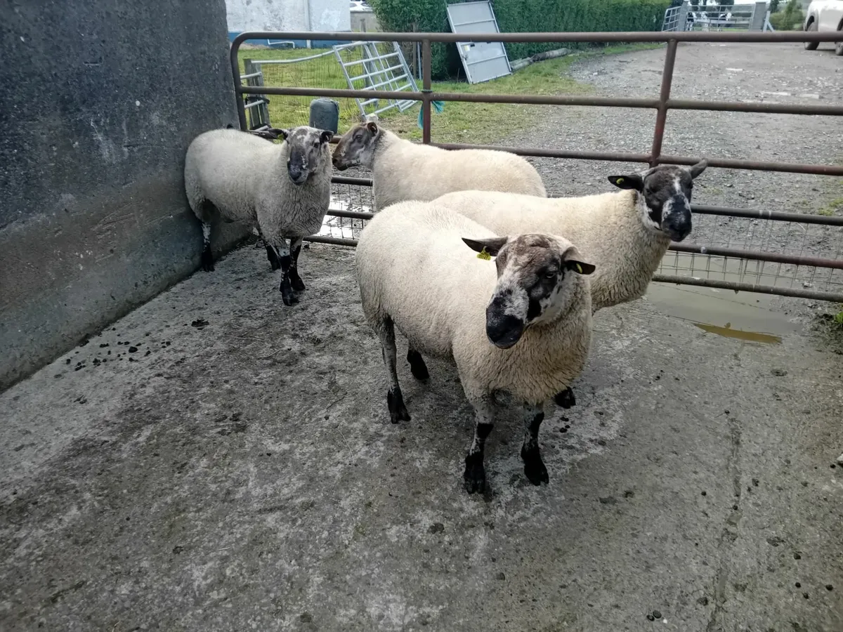 Suffolk x Leicester hogget rams - Image 2