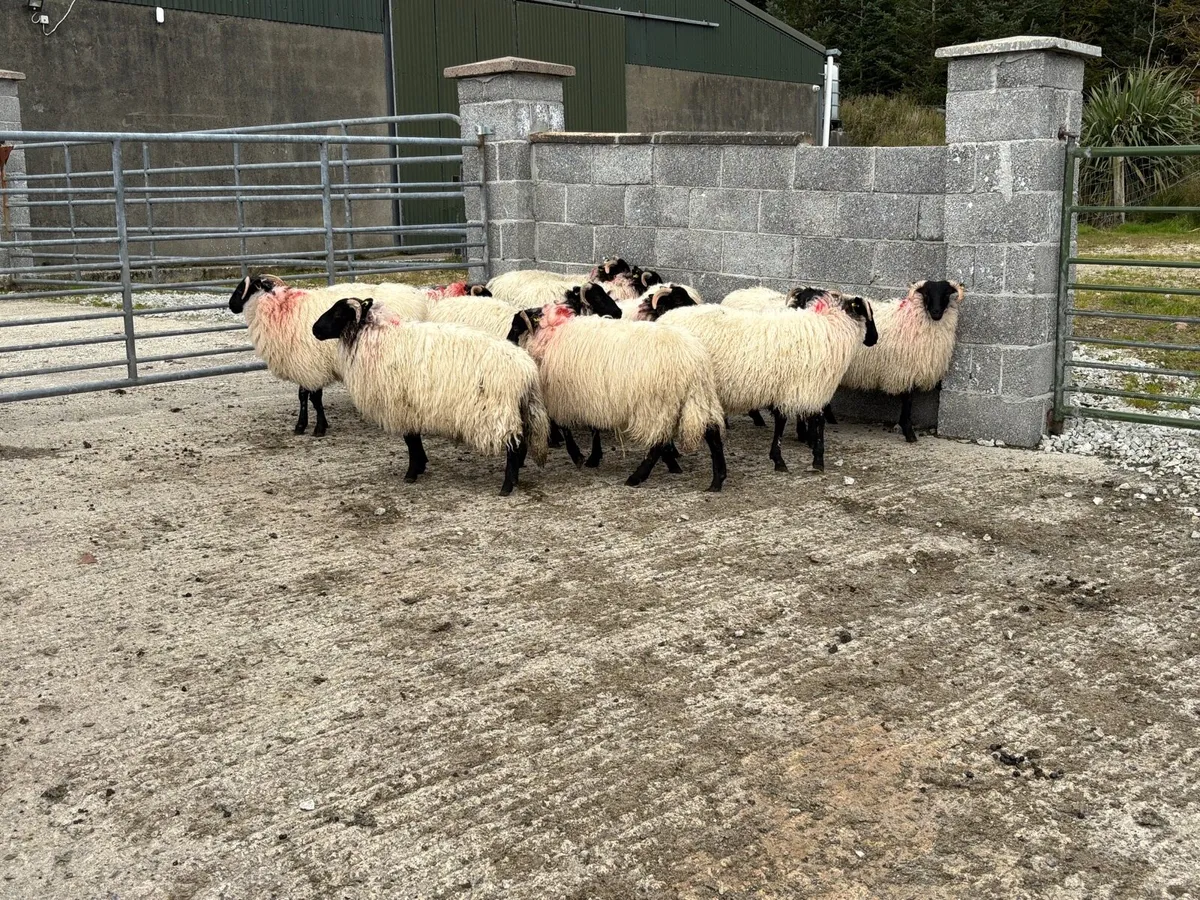 Organic Black faced mountain ewe lambs - Image 1