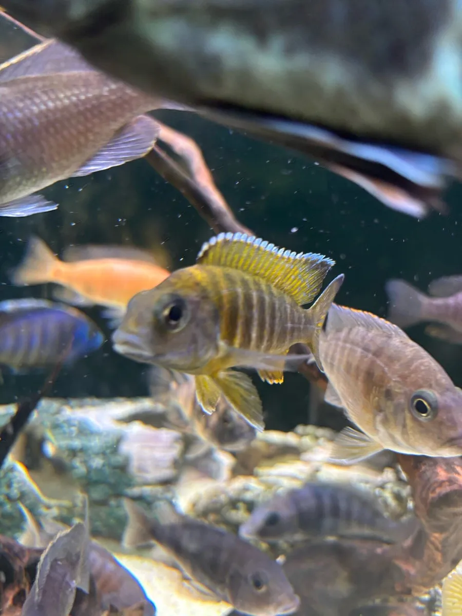 Cichlids - Image 3