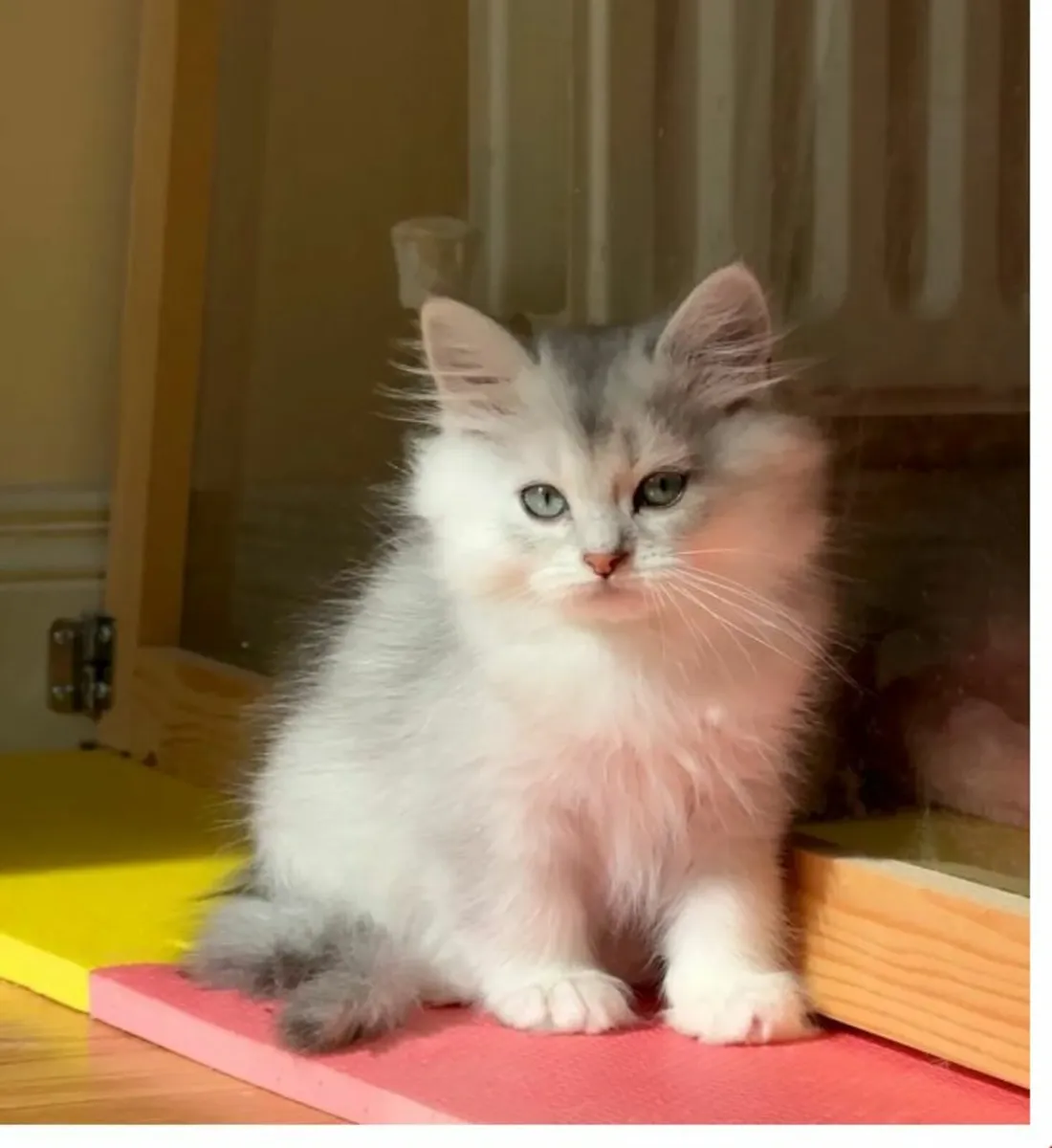 💙 Ragdoll x shorthair kittens