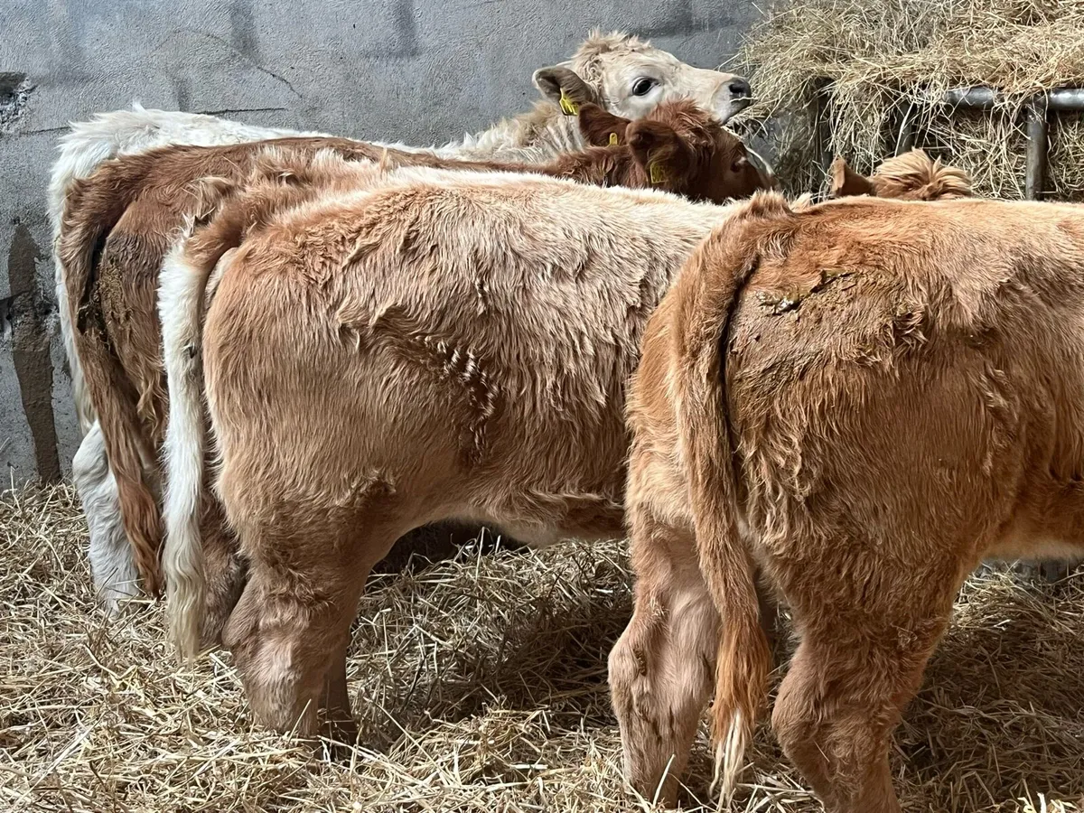 Super Golden CH Heifer Weanlings - Image 1