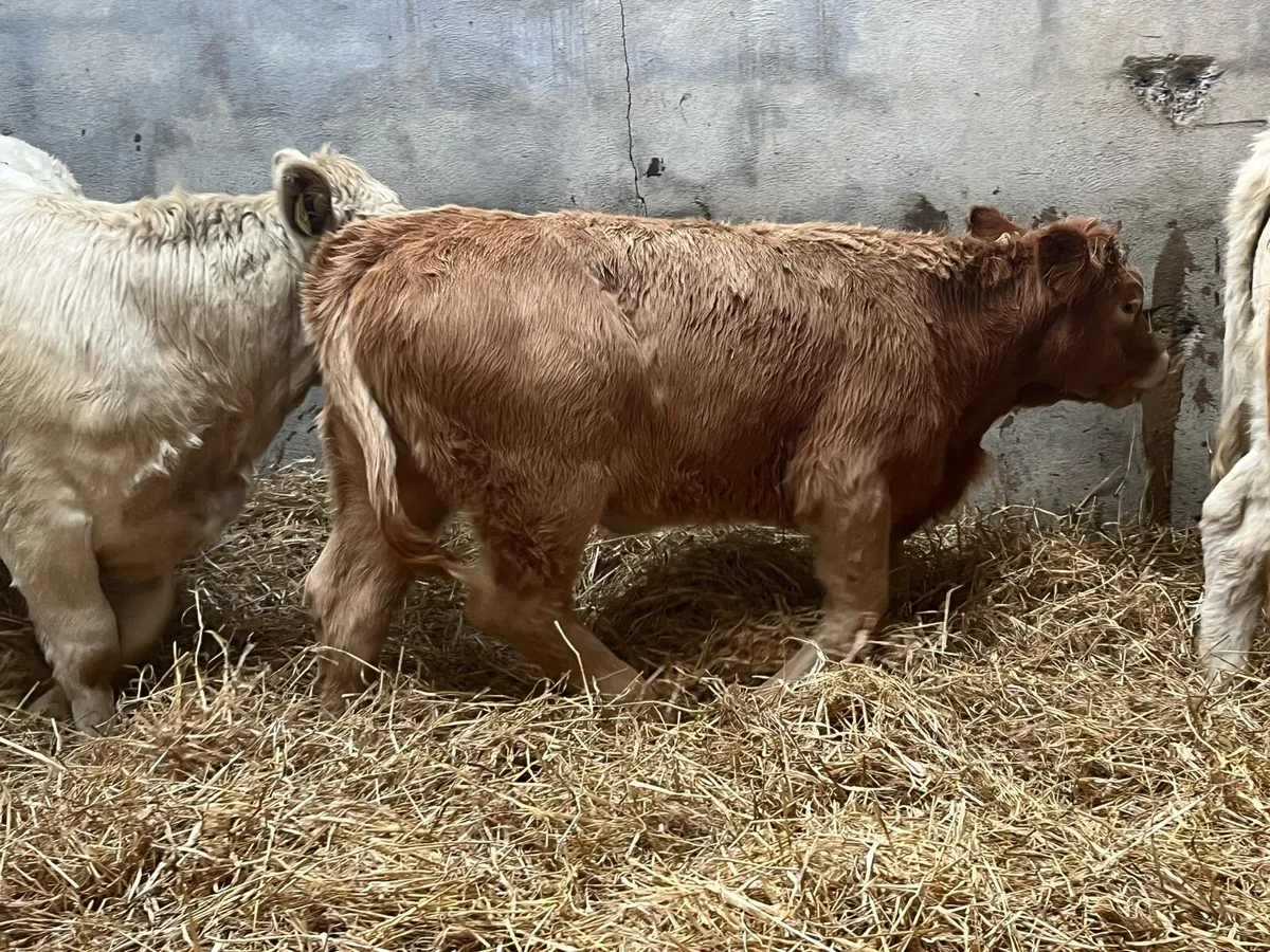 Super Golden CH Heifer Weanlings - Image 2