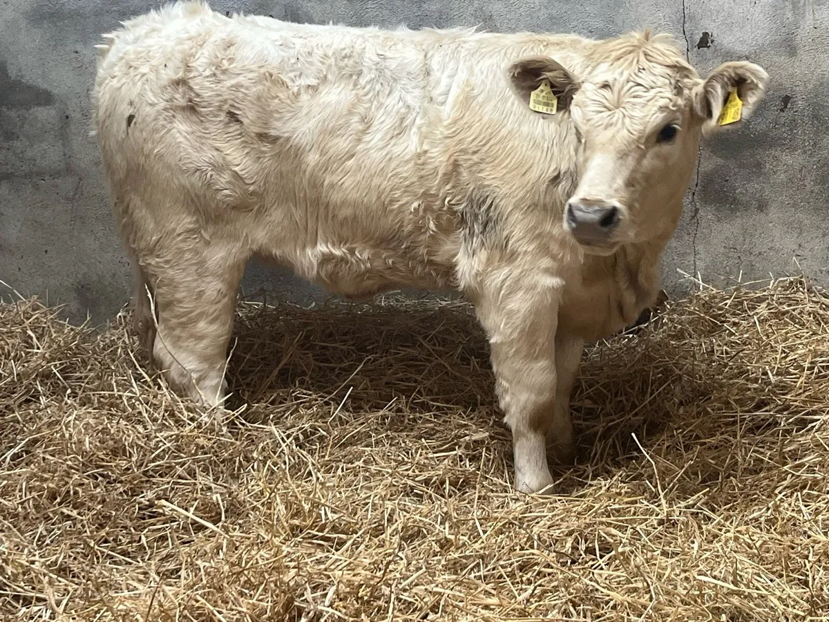 Super Golden CH Heifer Weanlings - Image 3
