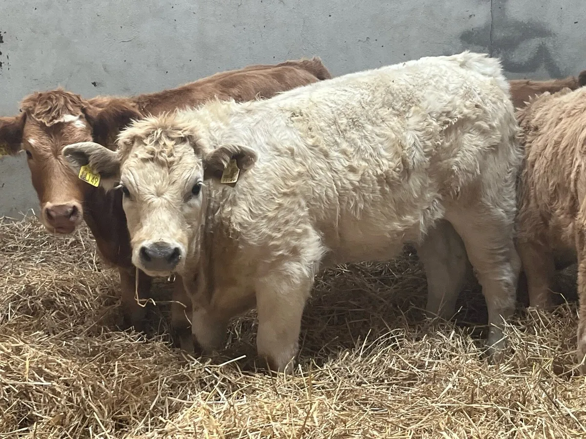 Super Golden CH Heifer Weanlings - Image 4