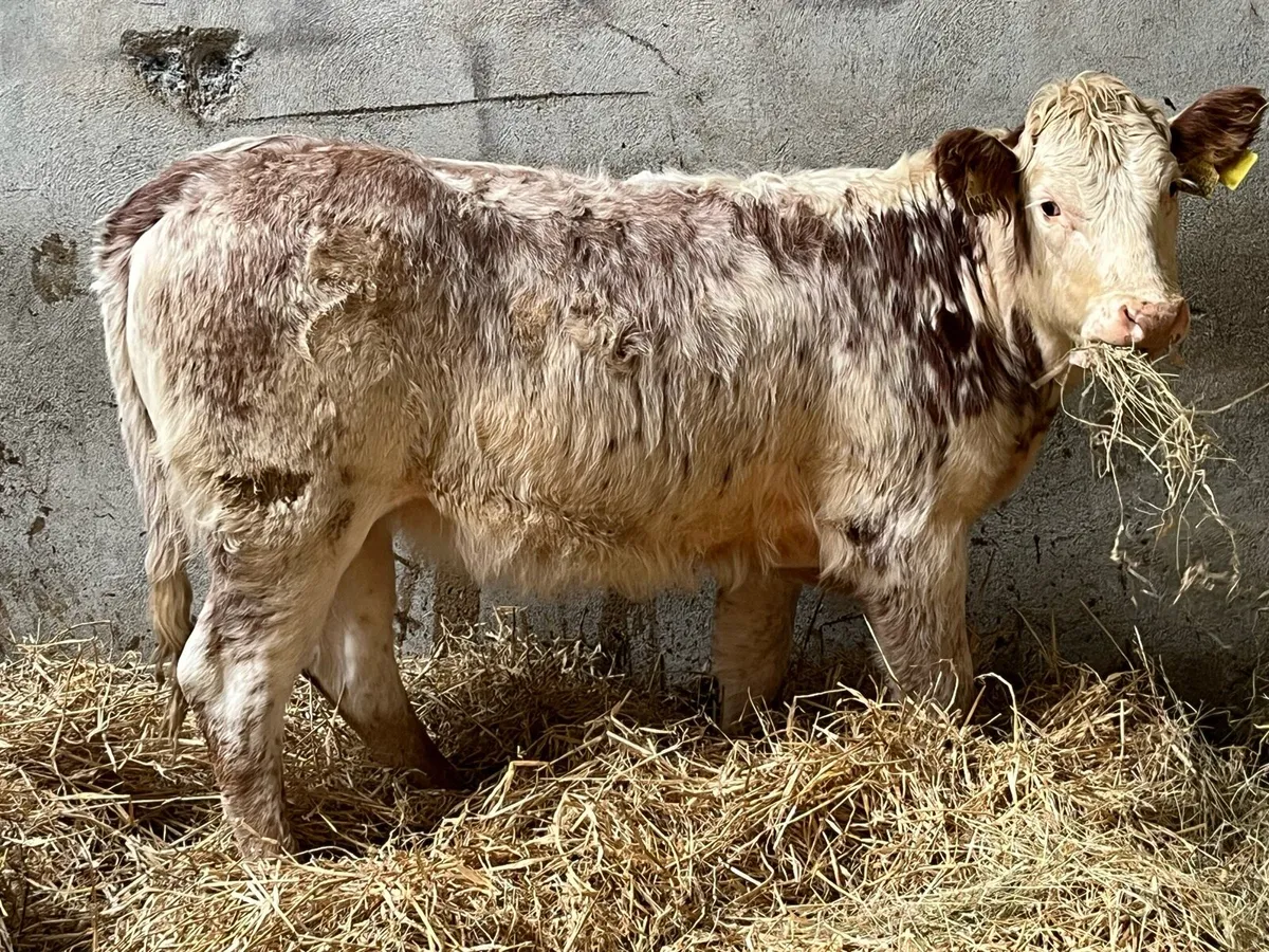 Super Red Roan LIM Heifer Weanling - Image 1