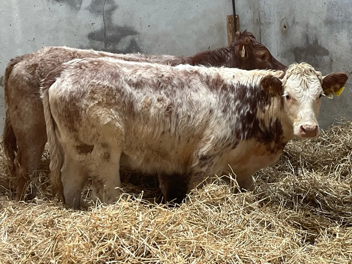 Super Red Roan LIM Heifer Weanling - Image 3