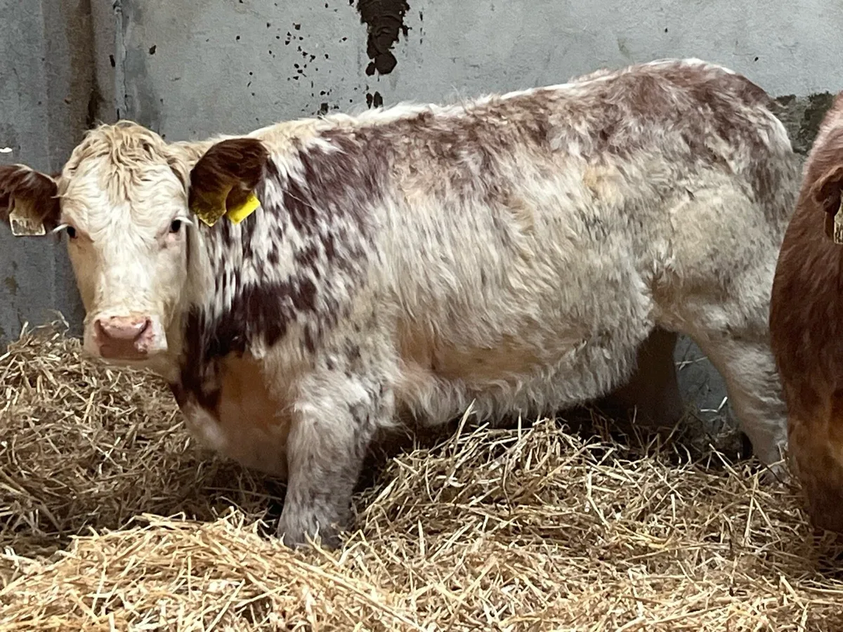 Super Red Roan LIM Heifer Weanling - Image 4