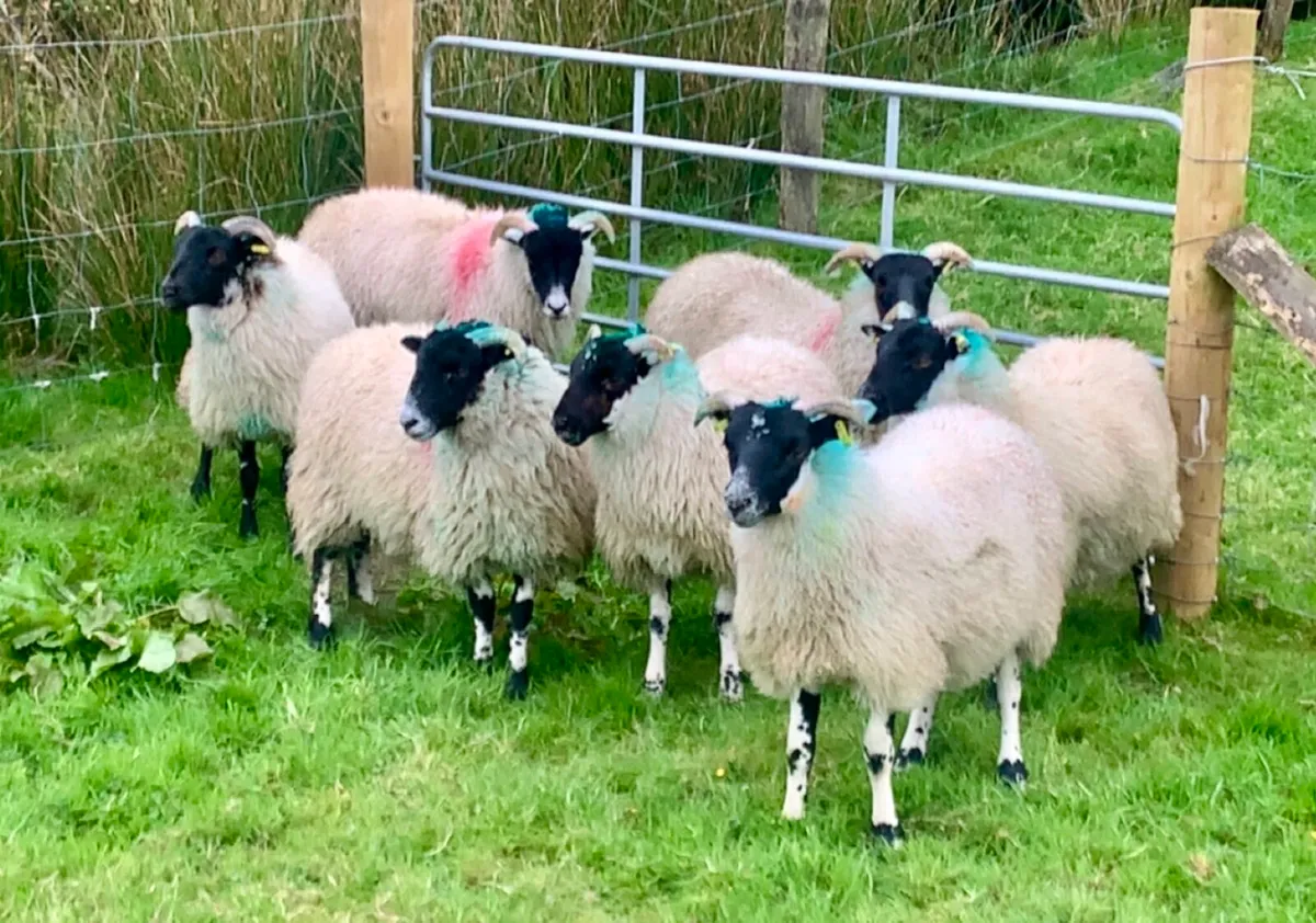 7 Lanark Cross Ewe Lambs - Image 1