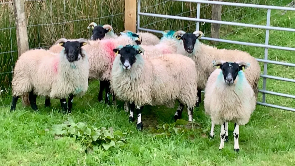 7 Lanark Cross Ewe Lambs - Image 2