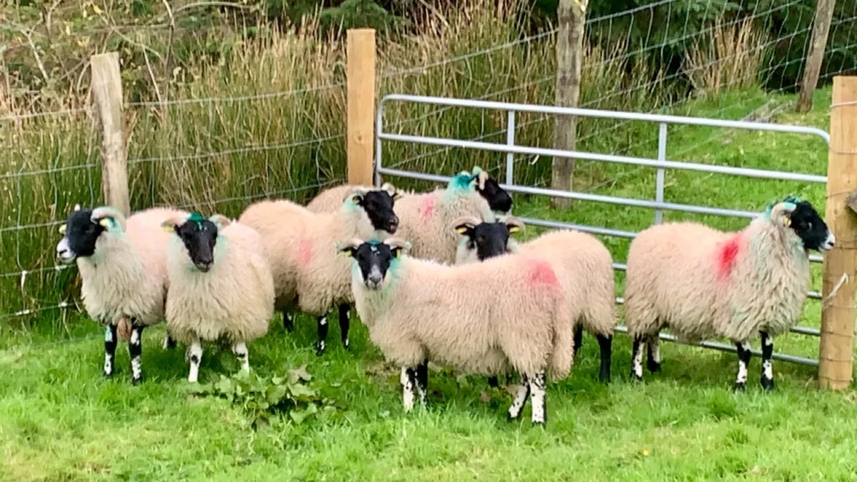 7 Lanark Cross Ewe Lambs - Image 3