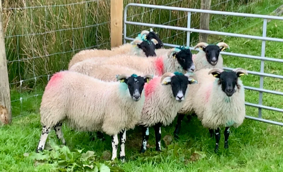 7 Lanark Cross Ewe Lambs - Image 4