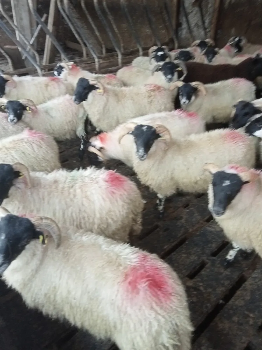 Ram lambs - Image 1