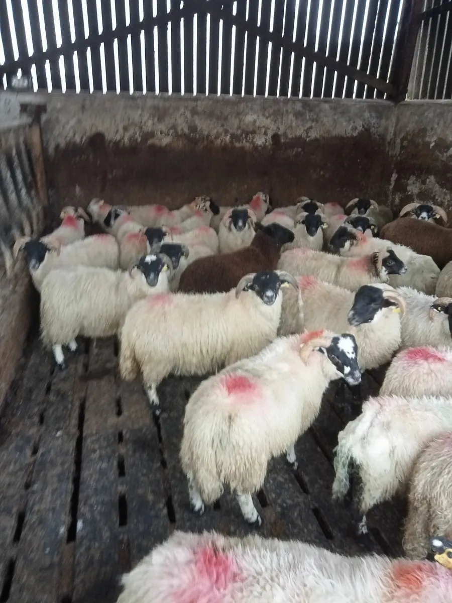 Ram lambs - Image 2