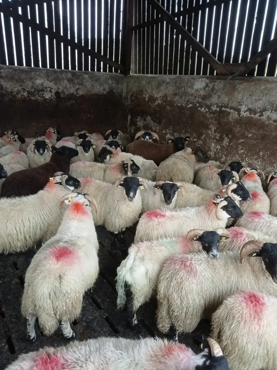 Ram lambs - Image 3