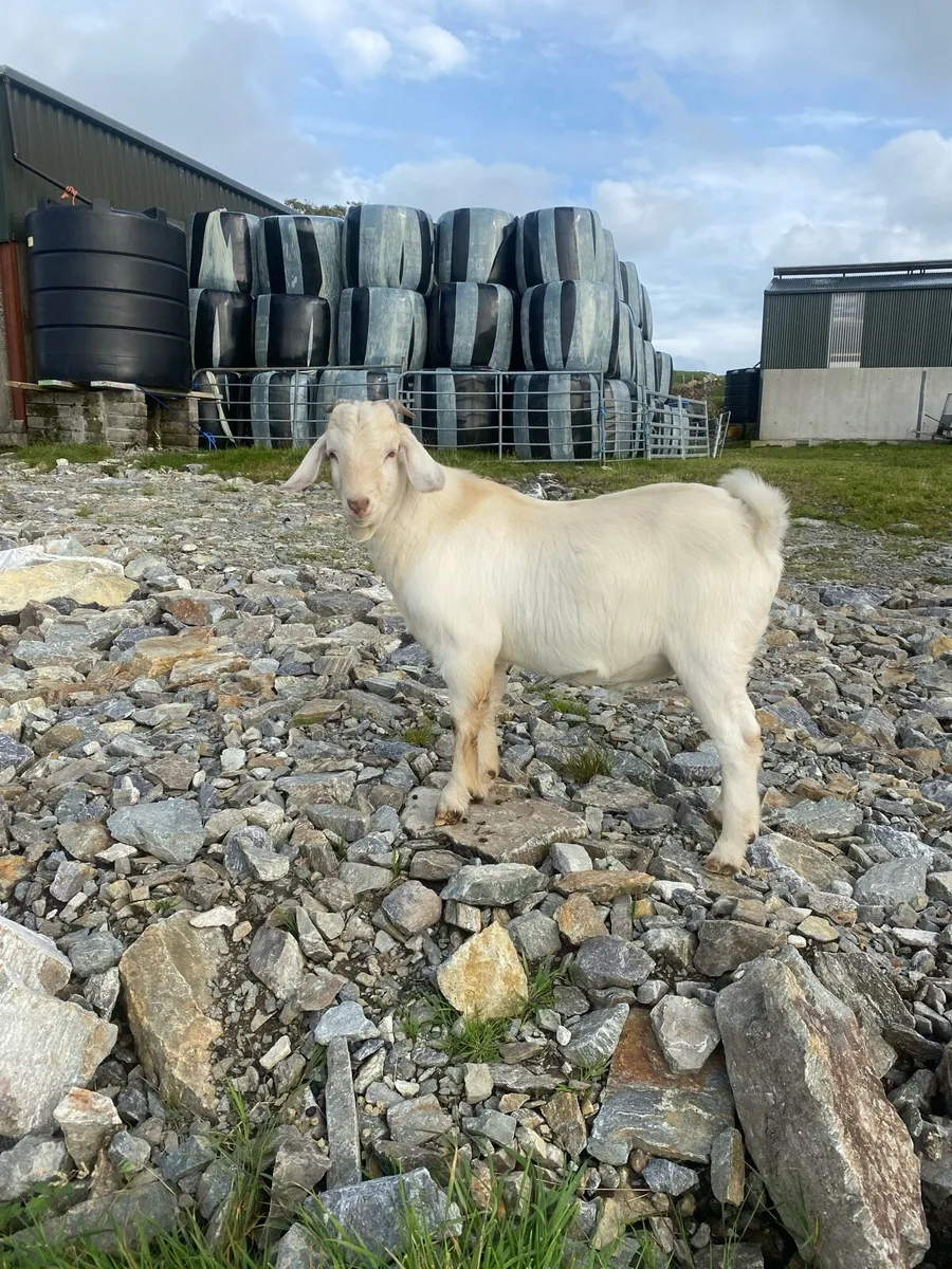 Buck goat - Image 1
