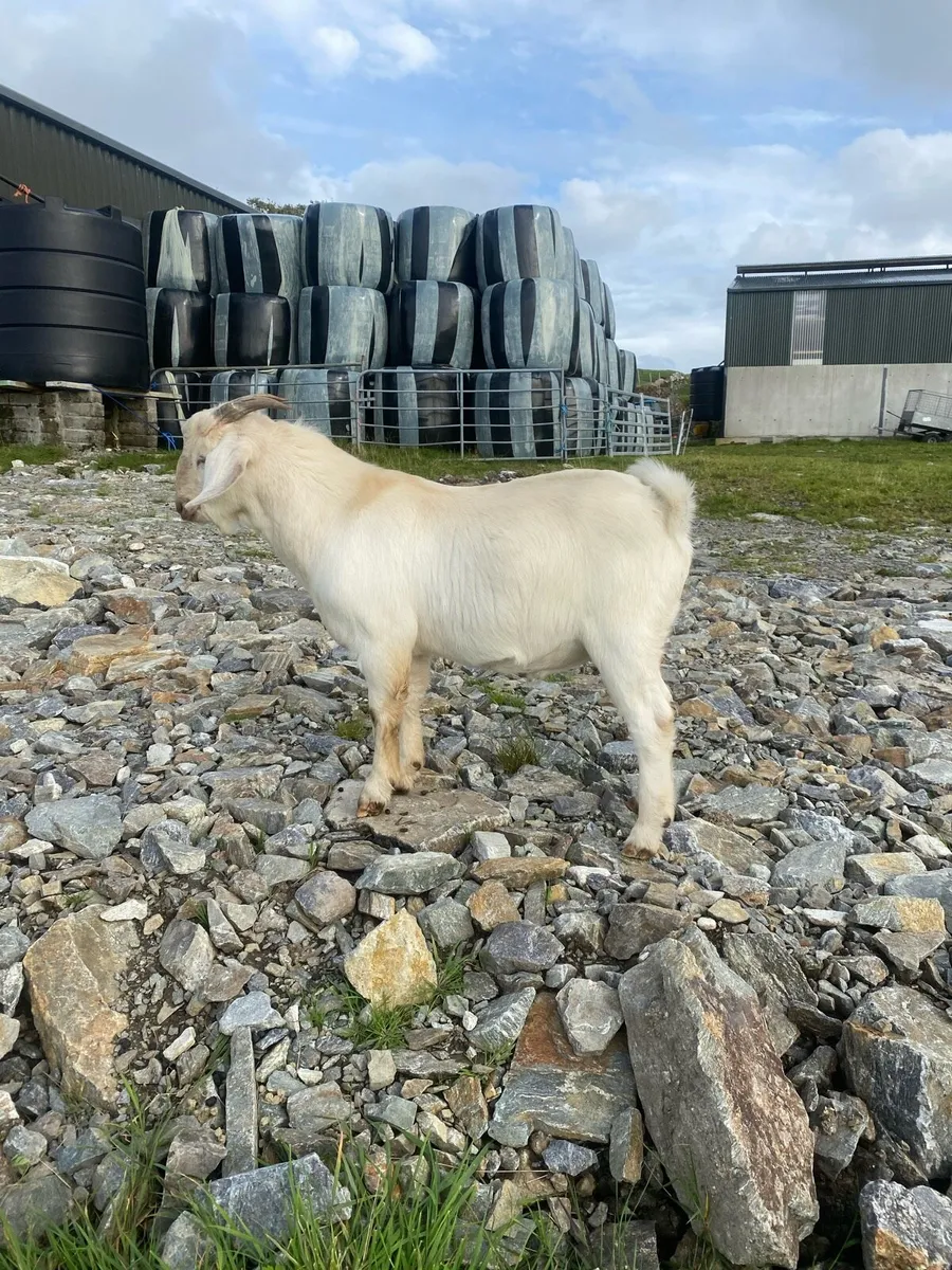 Buck goat - Image 2