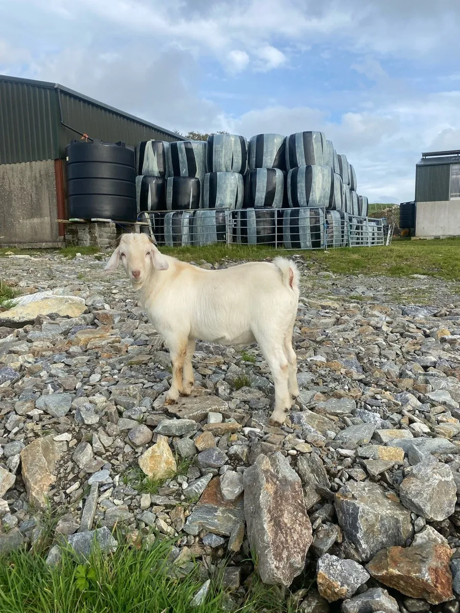 Buck goat - Image 3