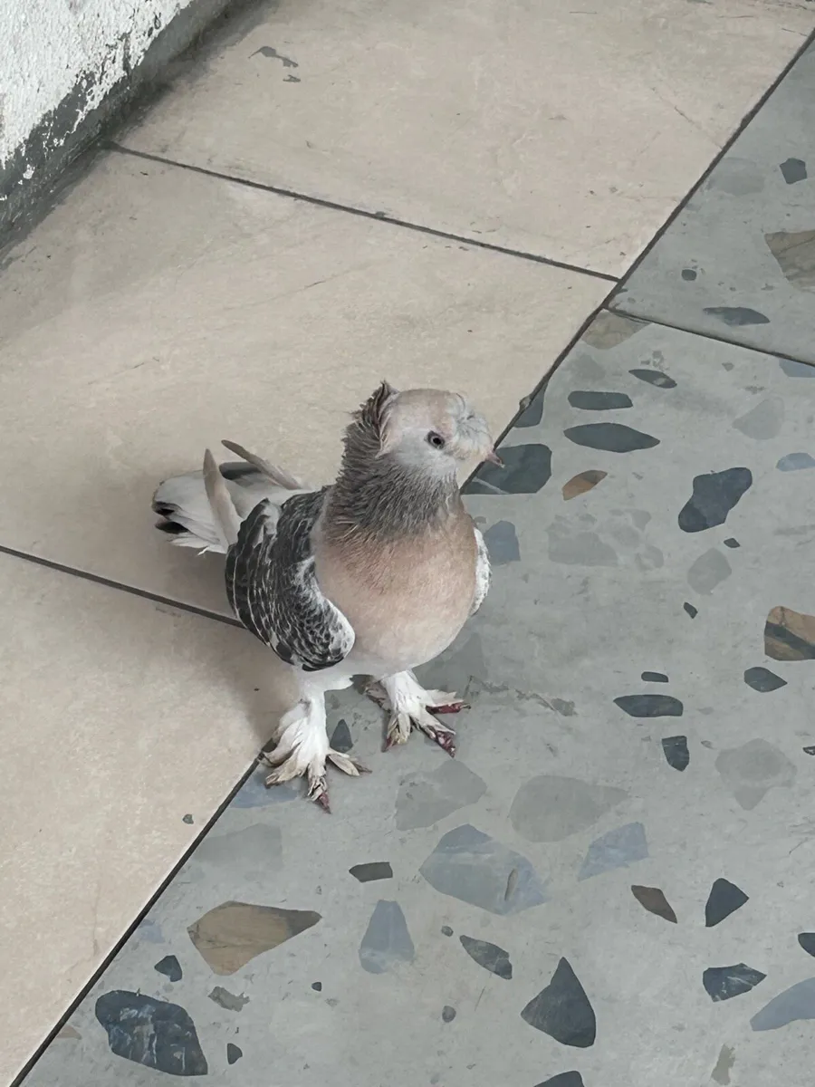 Pigeons - Image 1