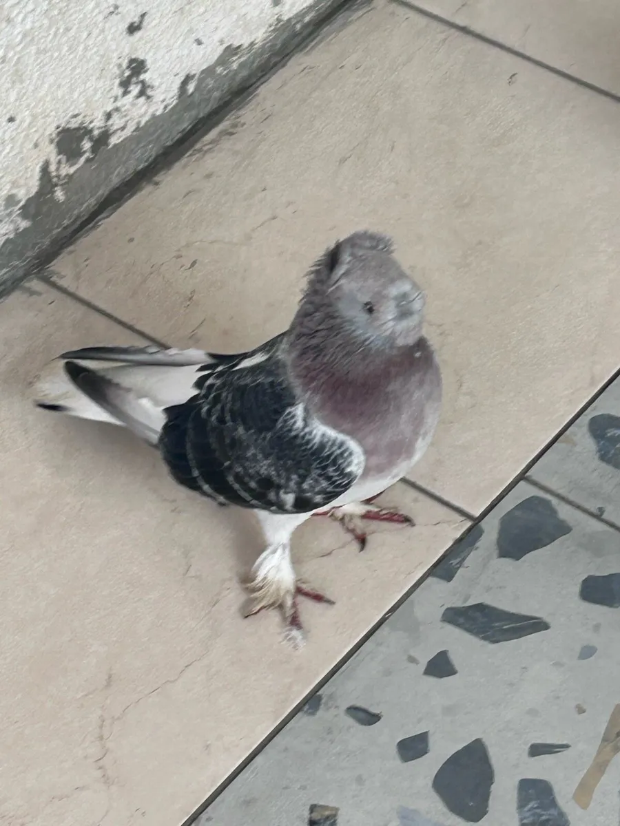 Pigeons - Image 2