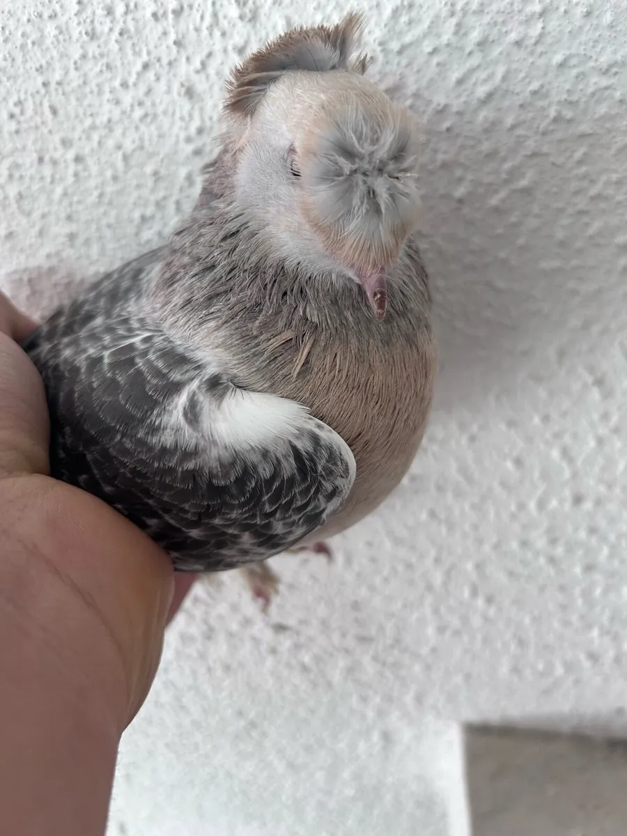 Pigeons - Image 3