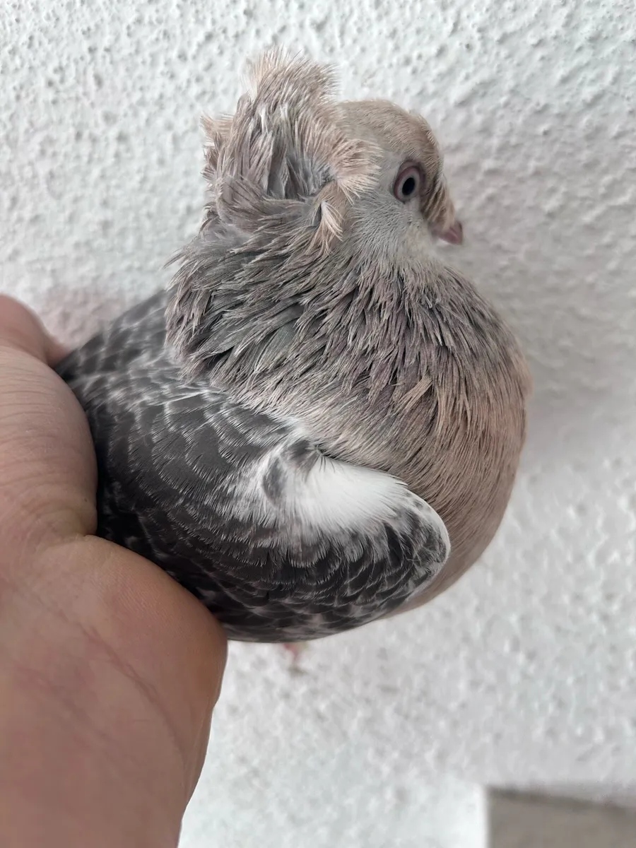 Pigeons - Image 4
