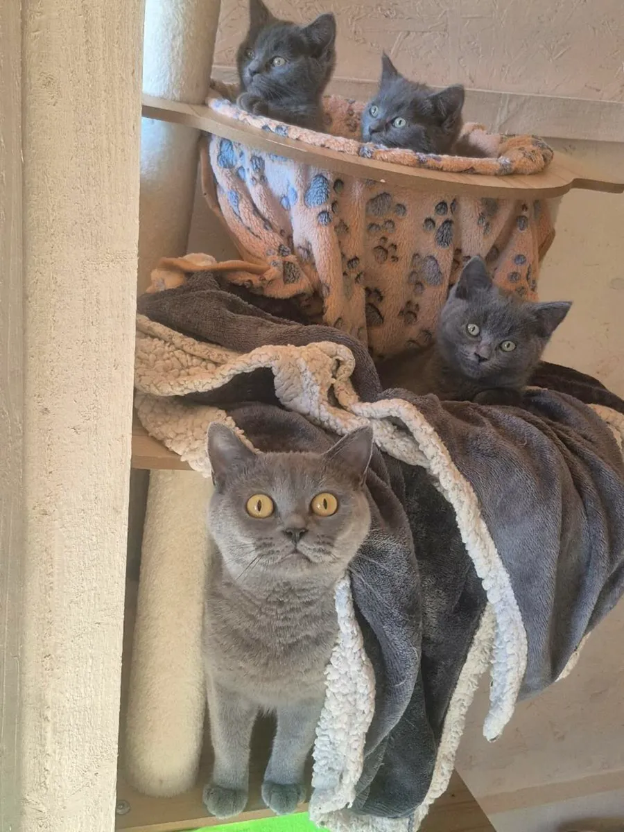Blue British Shorthaired x Ragdoll kittens - Image 1