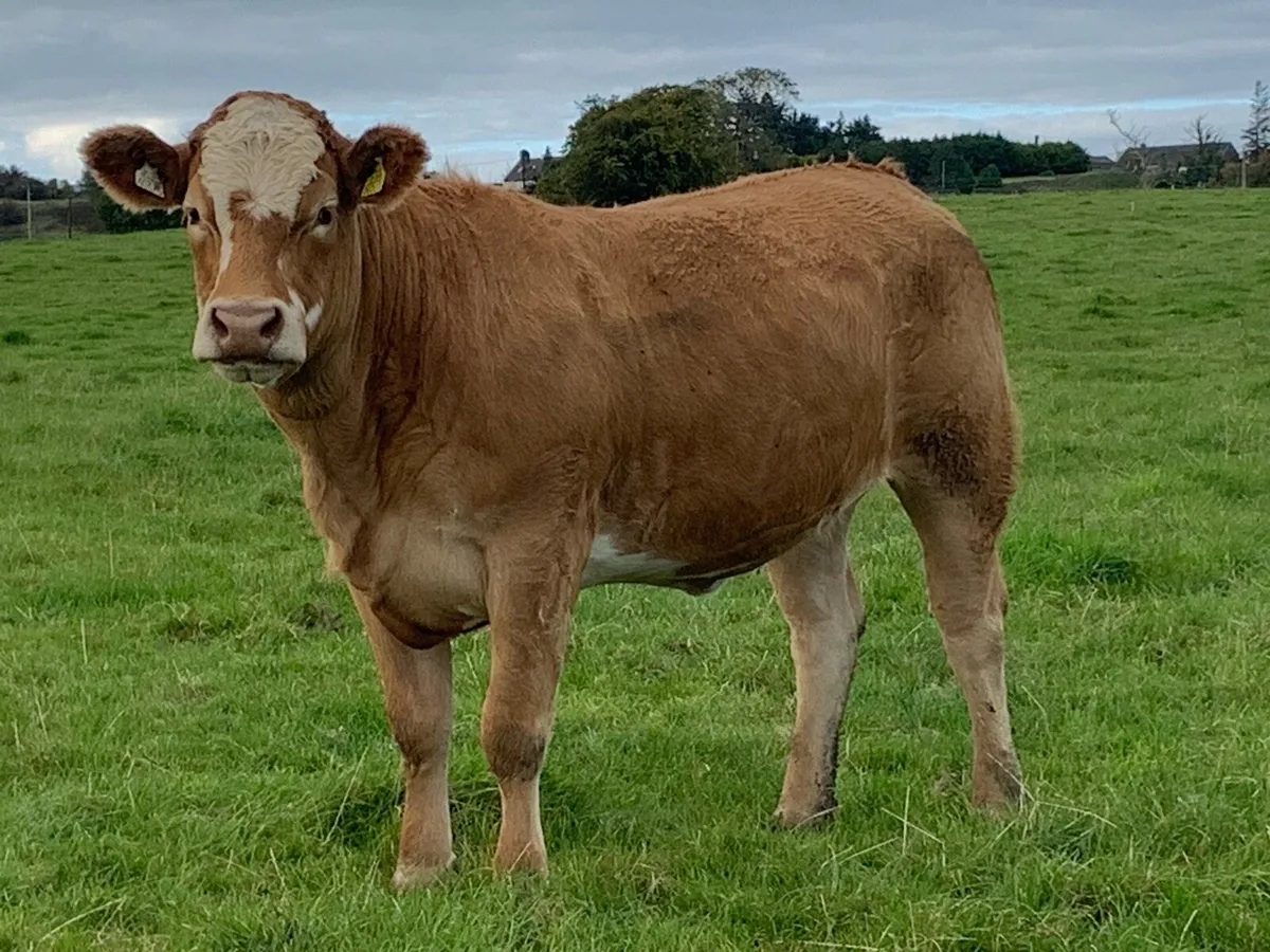 Limousine Heifers for breding - Image 1