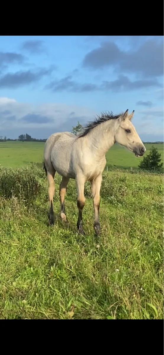 Quality Filly Foal - Image 1