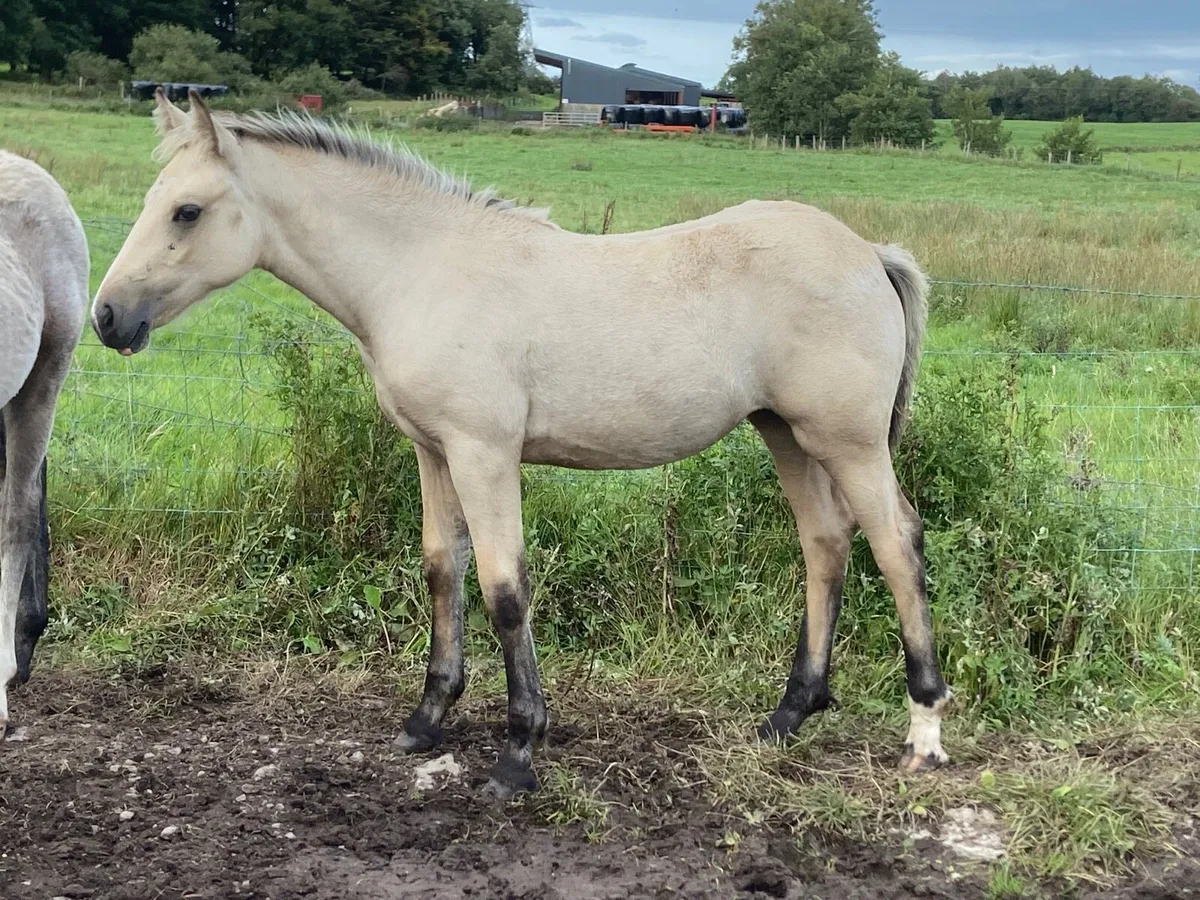Quality Filly Foal - Image 2