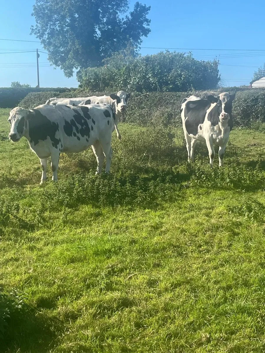 Pedigree Friesian heifars - Image 1