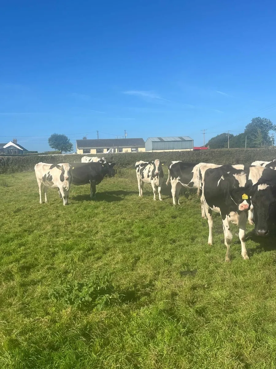Pedigree Friesian heifars - Image 2