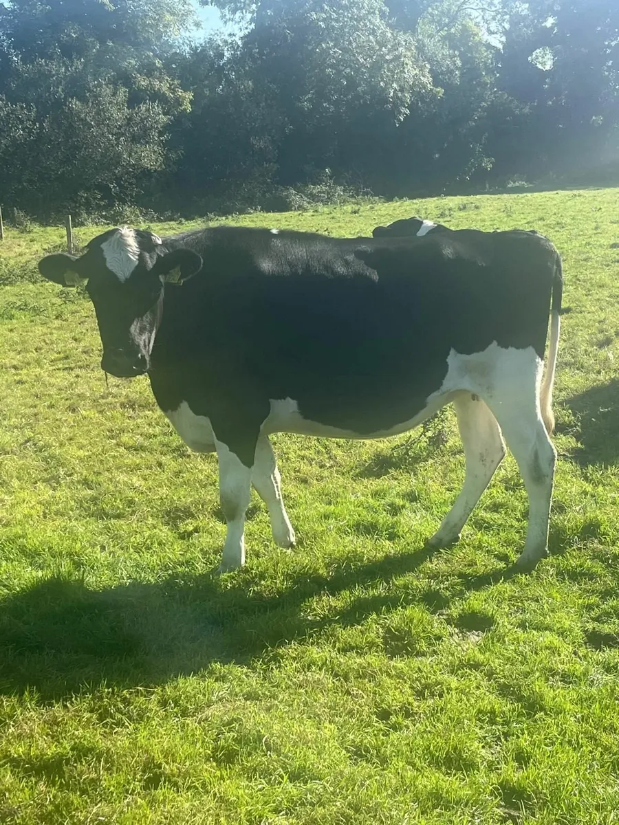 Pedigree Friesian heifars - Image 3