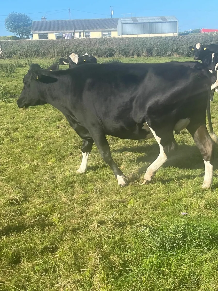 Pedigree Friesian heifars - Image 4