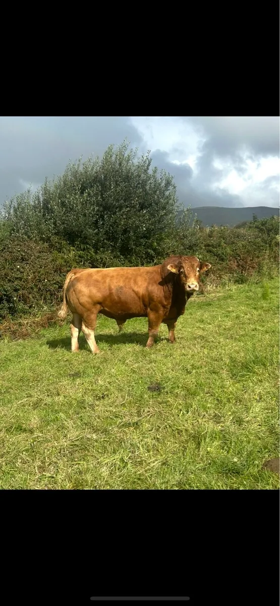 Pbr limousin Bull - Image 1