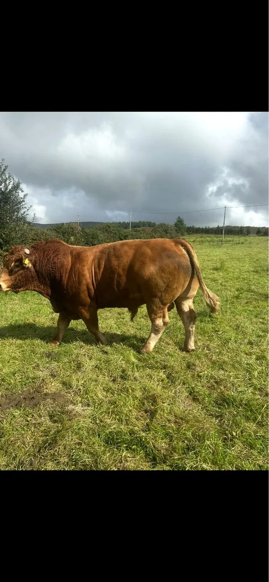 Pbr limousin Bull - Image 2