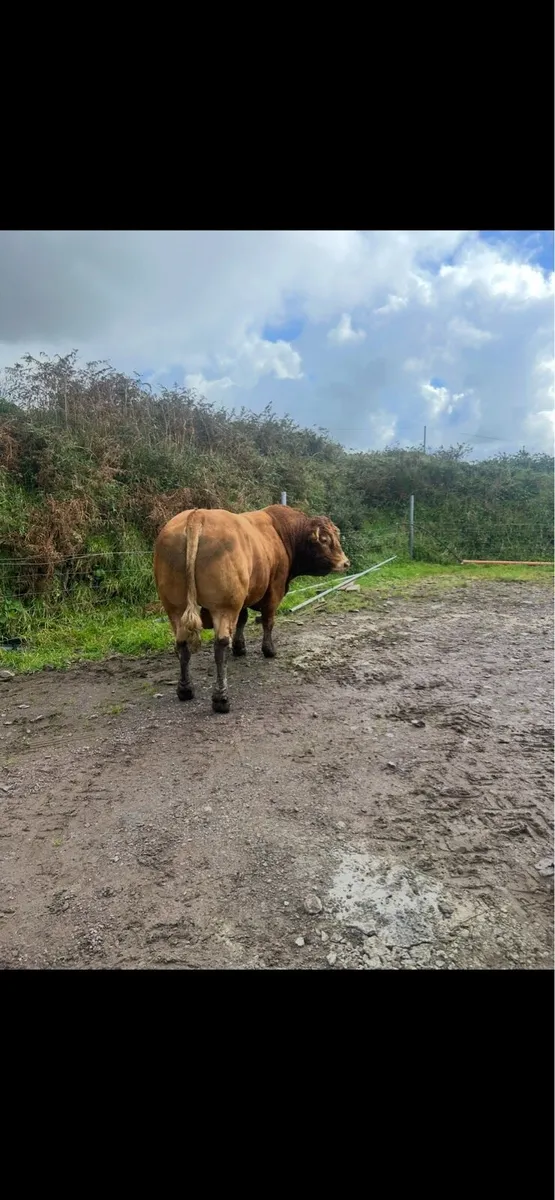 Pbr limousin Bull - Image 3