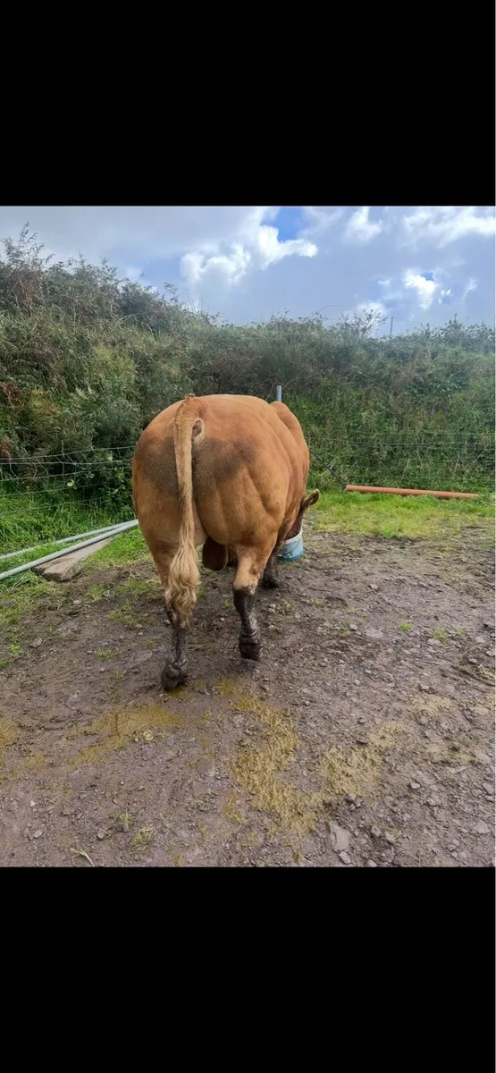 Pbr limousin Bull - Image 4