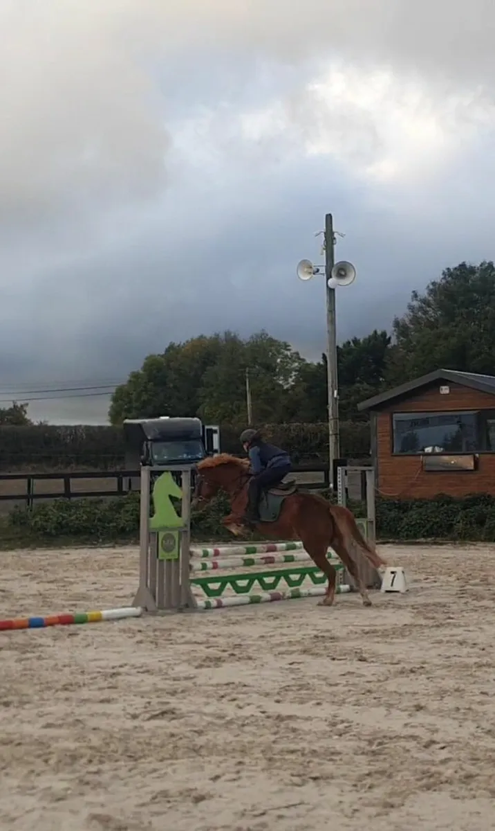 12.2 Chestnut Mare - Image 1